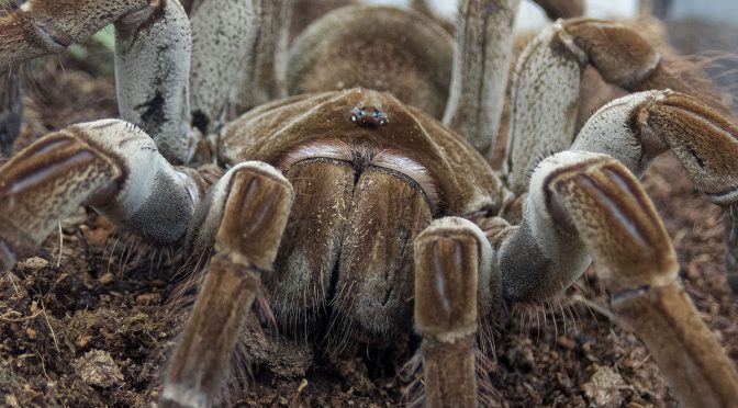 Olympus TG-5 Spider Images