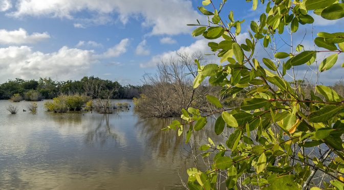 Adapting to a Changing Birding Environment