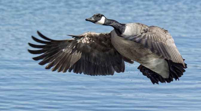 Goose Taking Off From Water at 30 FPS