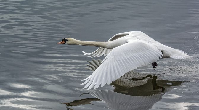 Mute Swan In Flight At 60 FPS