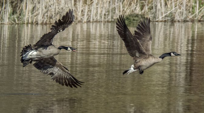 Goose Chase at Hendrie Valley