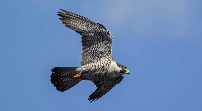 Peregrine Falcon in Flight