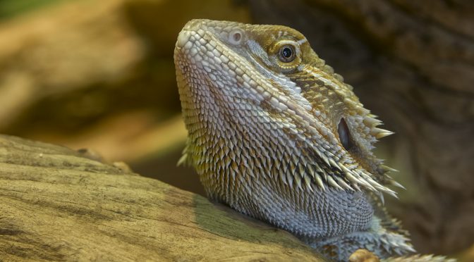Toronto Zoo Hi Res Reptile Images