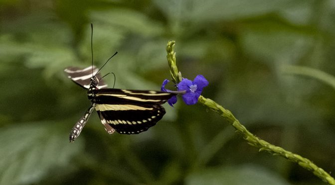 Photographing Captive Butterflies in Flight
