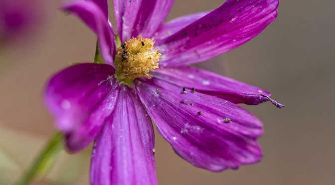 Achieving Shallow Depth of Field