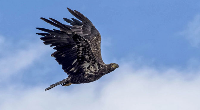 In-Flight Eagle