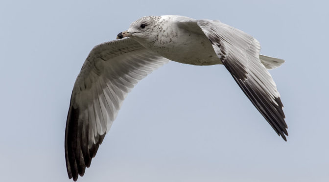 E-M1X Bird-in-Flight Test