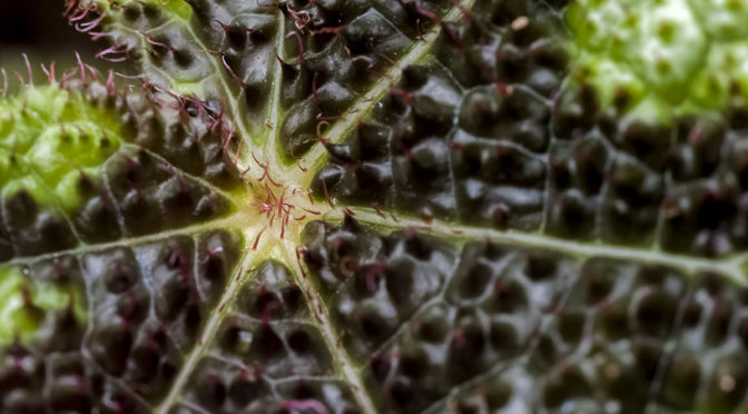 Floral Showhouse Macro Images