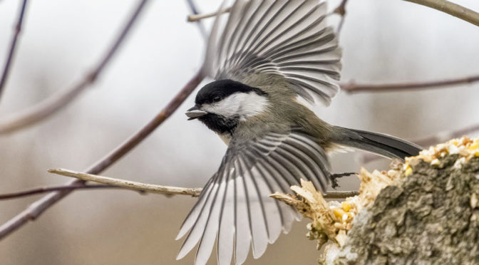 Fun with Chickadees