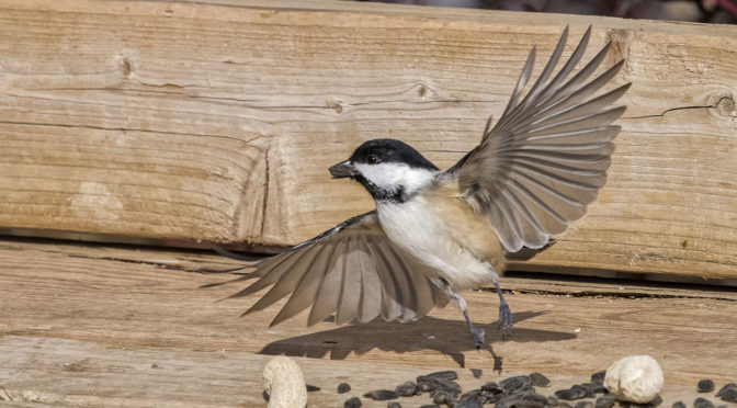 Interesting Wing Positions