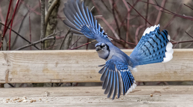 Blue Jay Choosing Flight Over Fight