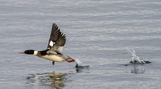Red Breasted Mergansers In-Flight