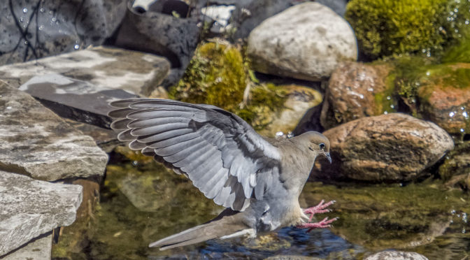 Dove Making Pond Landing