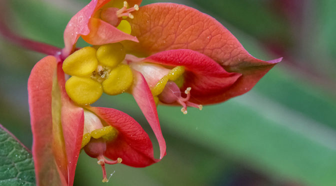 J5 Flower Macro Images