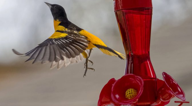 Baltimore Oriole at Feeder