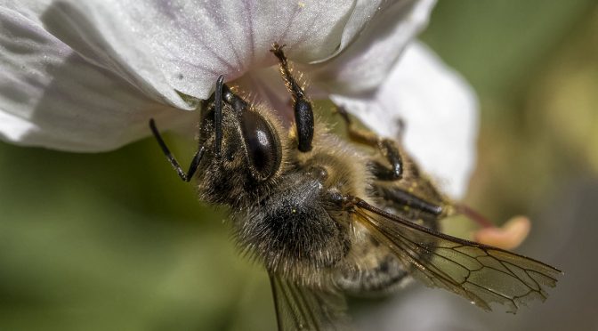 Bees One-Handed