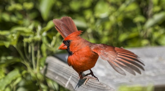 Cardinal Pirouette
