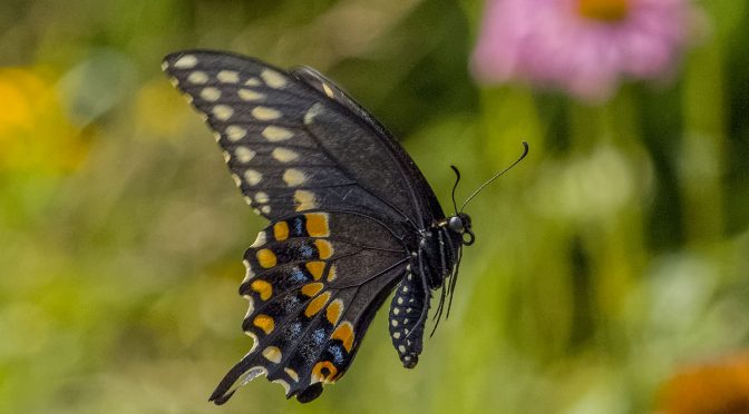 Photographing Butterflies In-Flight