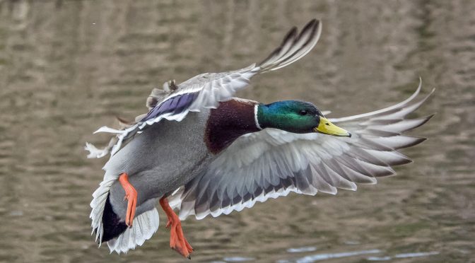 Irish Mallard In-Flight