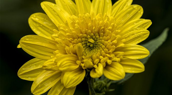 Morning Garden Photography