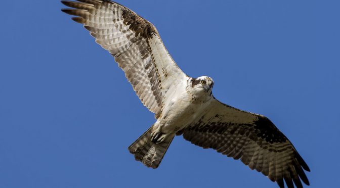 M.Zuiko 75-300 Osprey Images