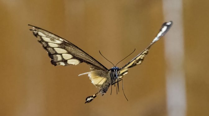 Injured Swallowtail In Flight