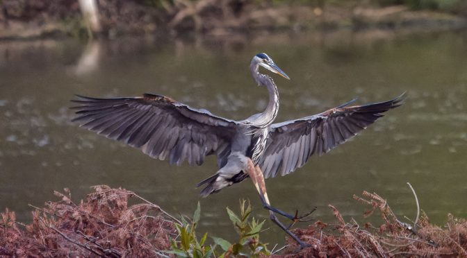 High ISO Heron In-Flight