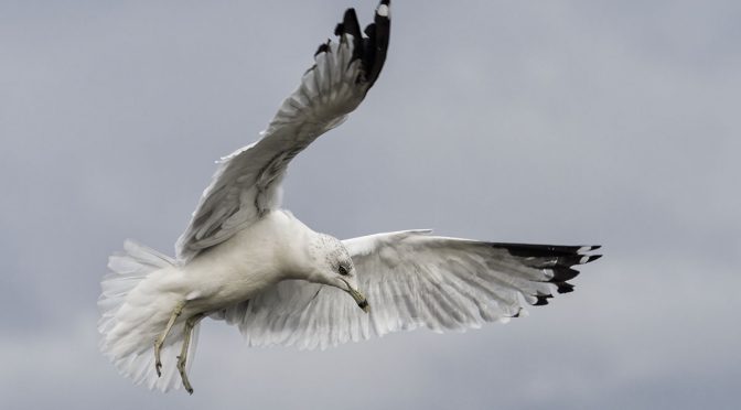 Gulls with Cluster Area C-AF