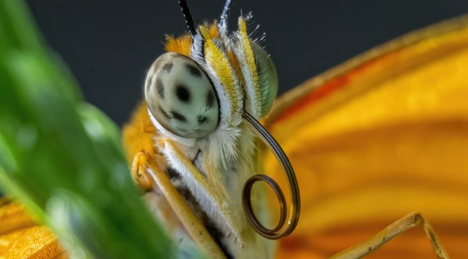 Nikon 1 V2 Butterfly Images