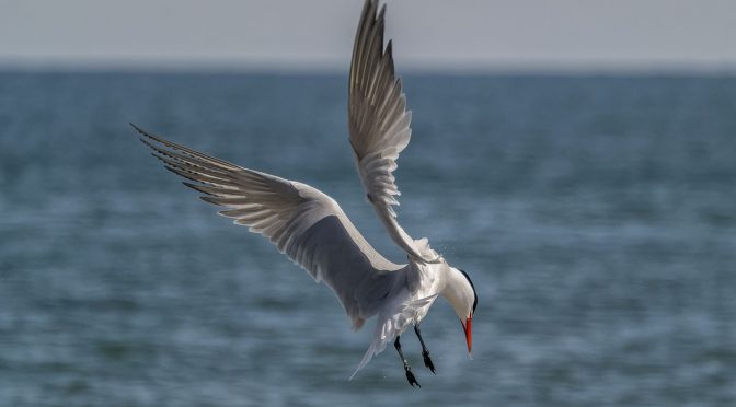 Tern in Mid-Air at 60 FPS