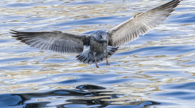 E-M1 Mark III BIF Images