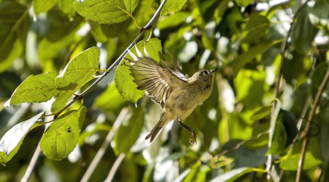 Bird Photographer Etiquette
