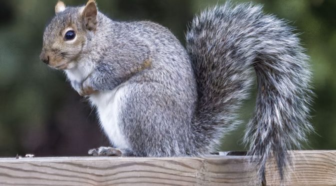 Squirrel at ISO-16000