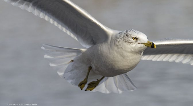 Bird AI for Birds in Flight