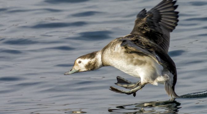 Ducks In Flight at 1600 MM