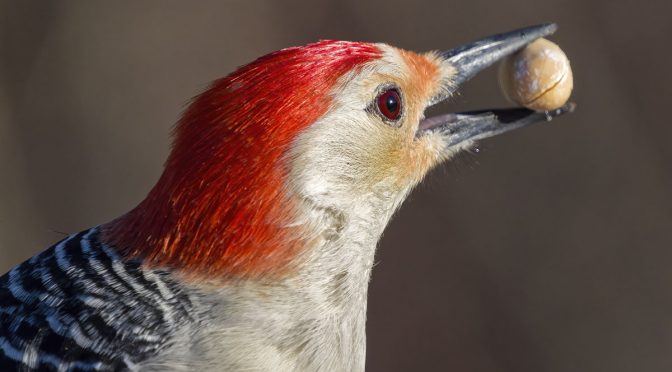 Photographing Woodpeckers with Bird AI