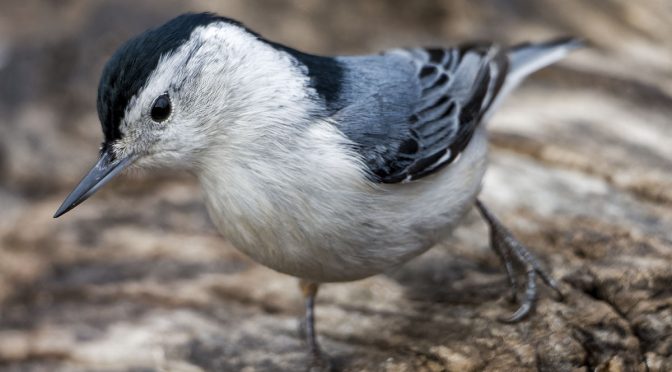 Bird Detection AI Tips