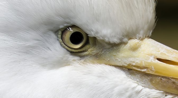 Revisiting HHHR Bird Images