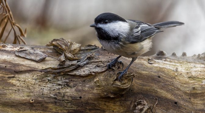 Cropping Bird Photographs