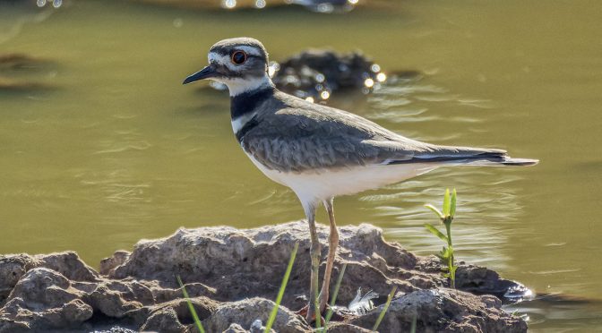 Photographing Killdeer in Cuba