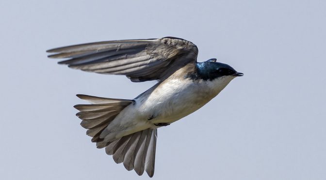 Swallow BIF Technique