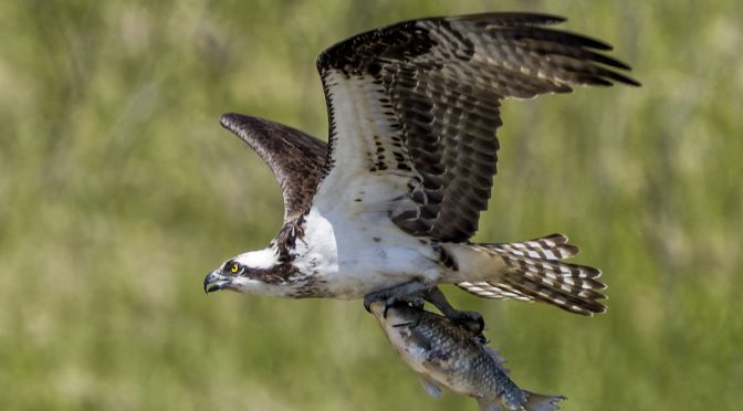 Osprey Aggressive Crops