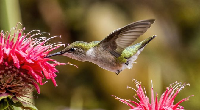 Backyard Hummingbird