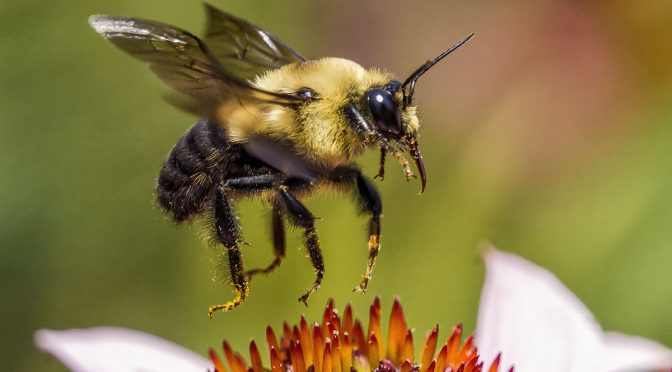 Bees In-Flight Test