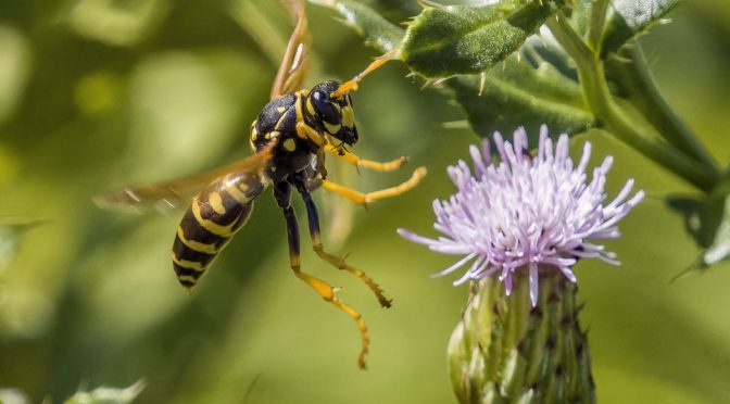 Wasps In-Flight at 1600 mm