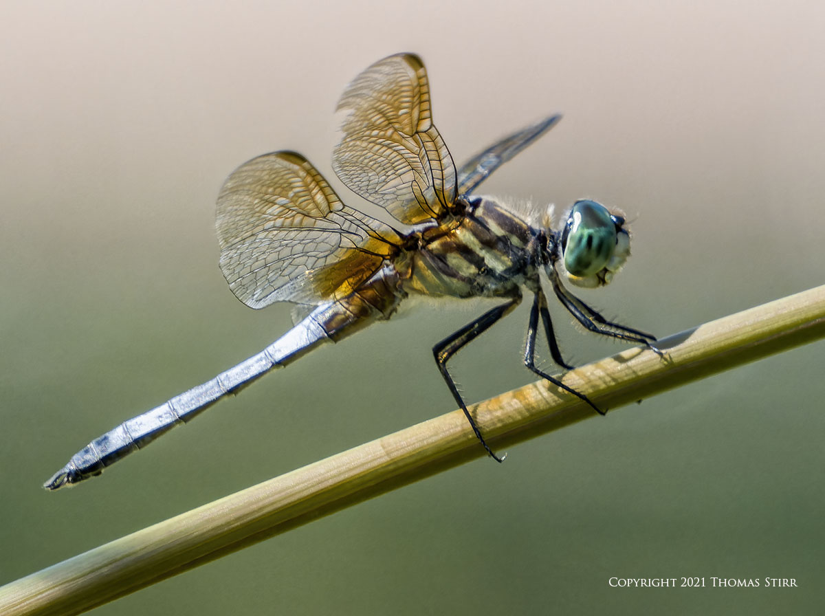 Dragonflies at 1600 mm - Photographic Freedom by Thomas Stirr