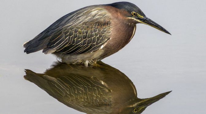 Cooperative Green Heron