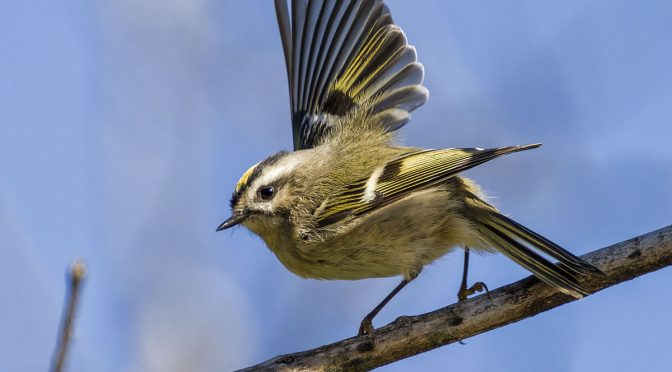 Golden Crowned Kinglet