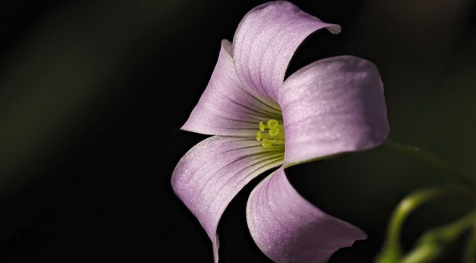 Focus Stacking at RBG