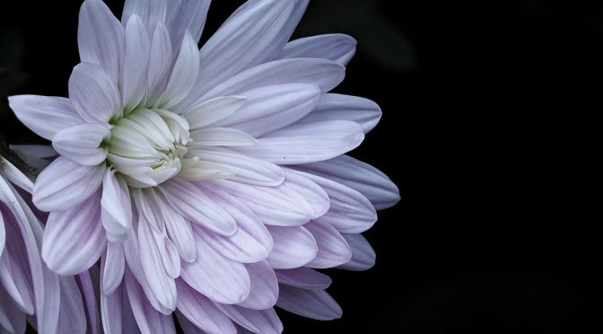Macro Style Choices